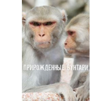 Прирожденные бунтари (2018) (2018)