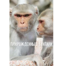 Прирожденные бунтари (2018) (2018)