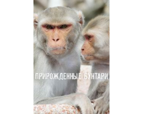 Прирожденные бунтари (2018) (2018) Прирожденные бунтари (2018) (2018)